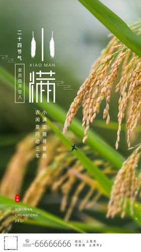小满