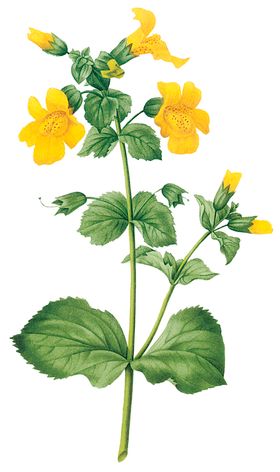 植物花卉油画装饰画