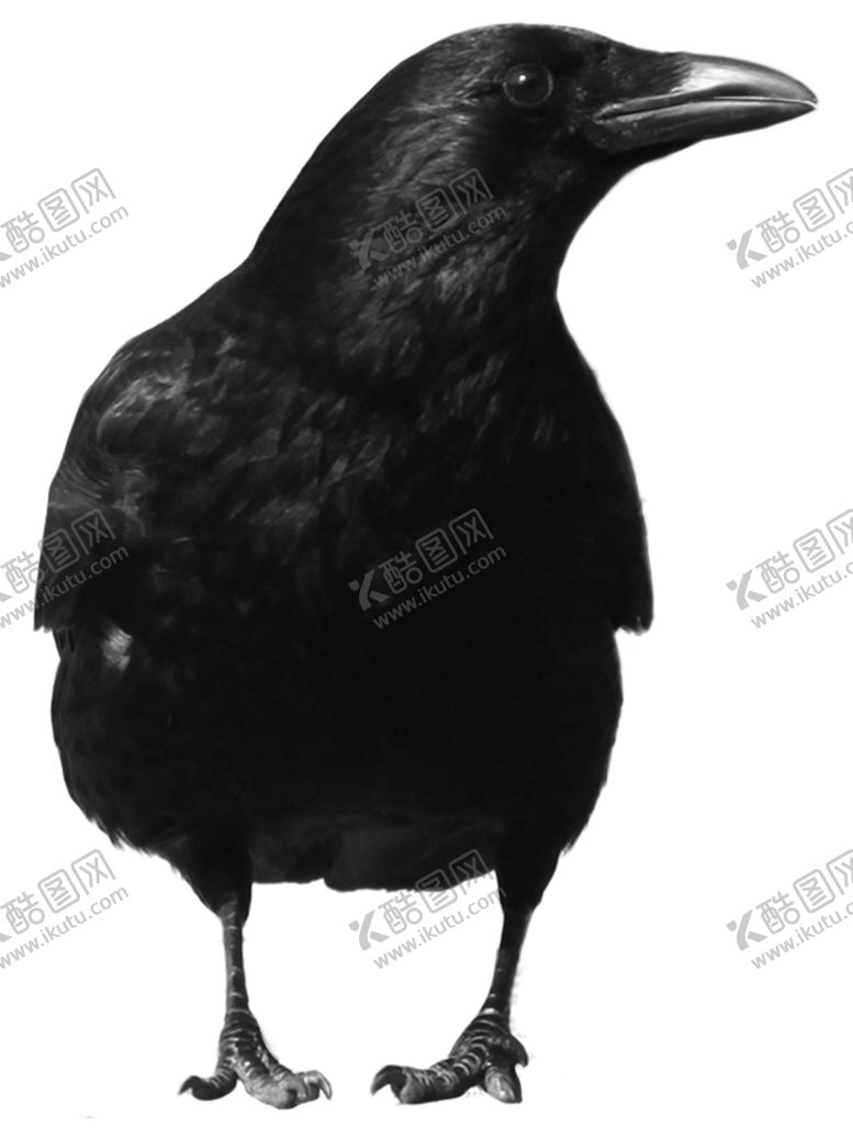 编号：92496404270557405246【酷图网】源文件下载-乌鸦