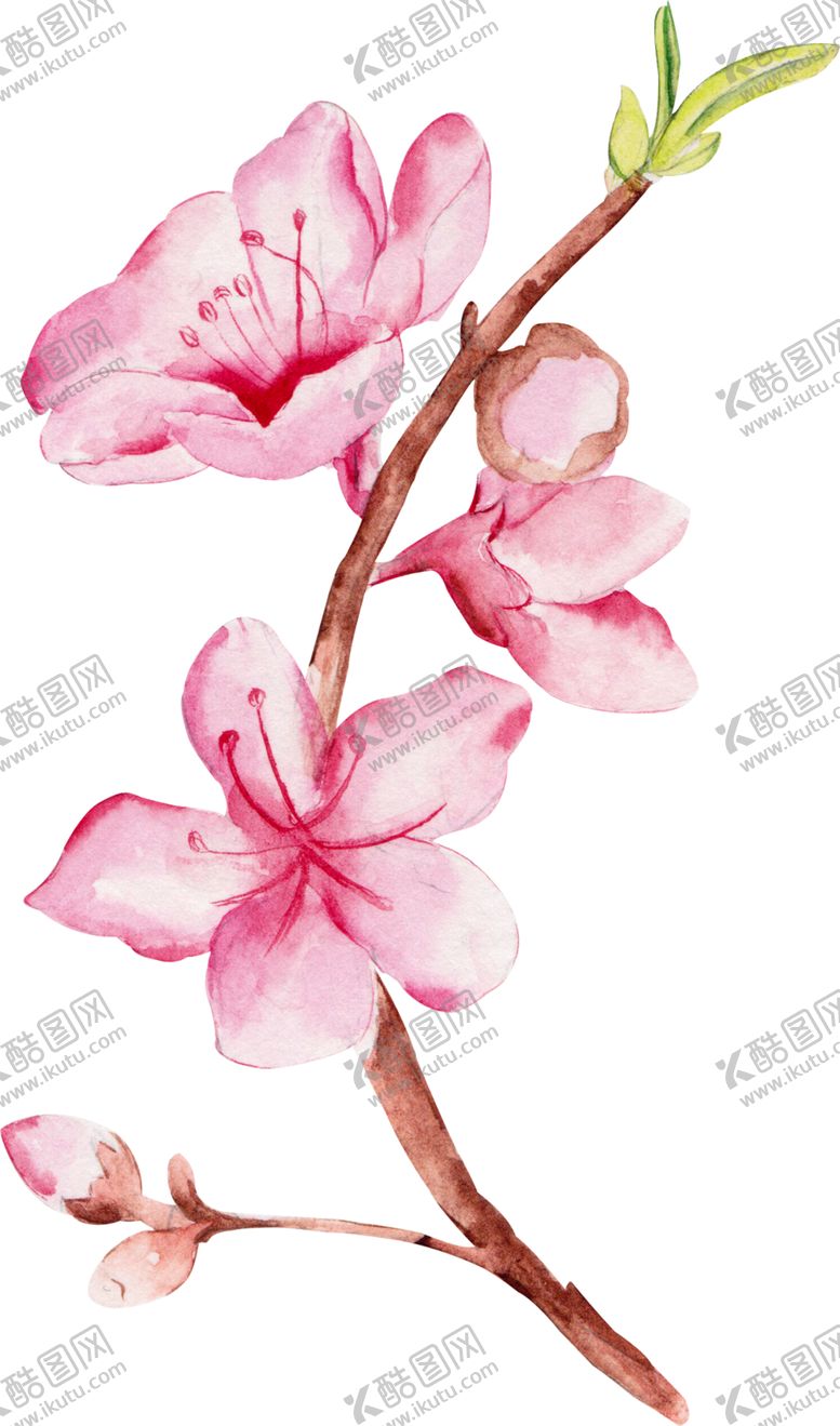 编号：39156102110410568054【酷图网】源文件下载-手绘粉色桃花免扣素材图片