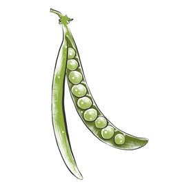 彩色素描蔬菜