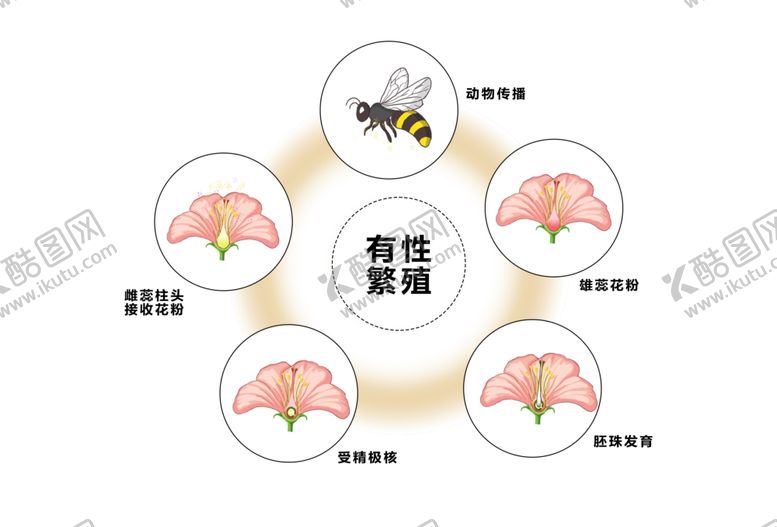 编号：68243102261156046430【酷图网】源文件下载-有性繁殖