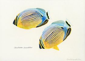 海洋鱼类水彩插画