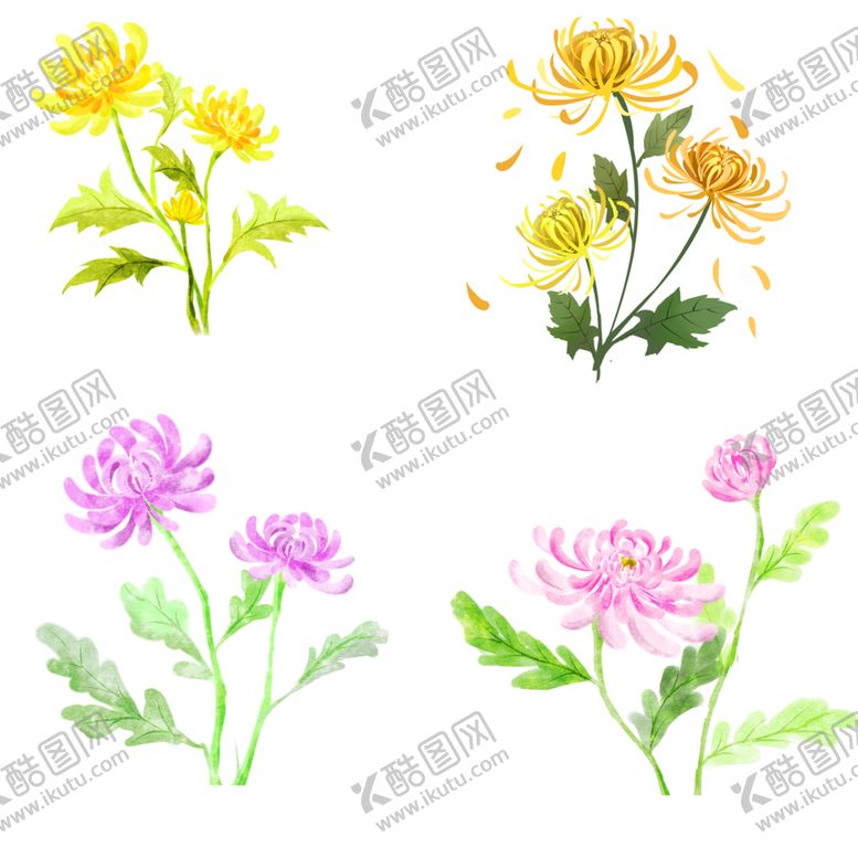 编号：91520110242152558777【酷图网】源文件下载-菊花素材