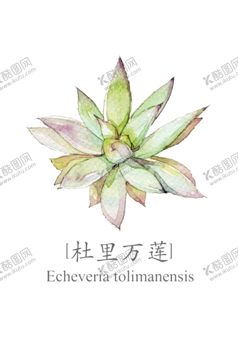 编号：56729502130352454891【酷图网】源文件下载-png格式植物花卉手绘素材