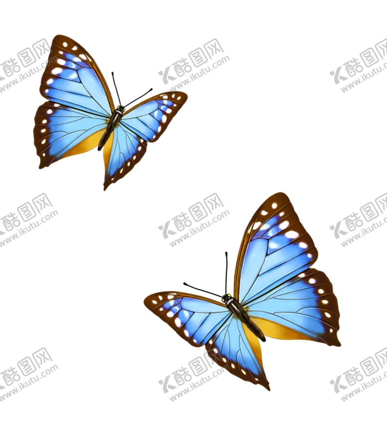 编号：24507407080631418156【酷图网】源文件下载-两只蝴蝶