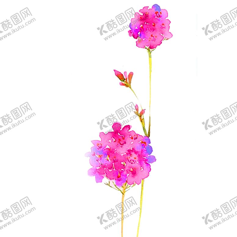 编号：88681705180455279228【酷图网】源文件下载-花素材