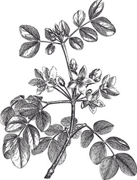 Ai矢量中草药素材