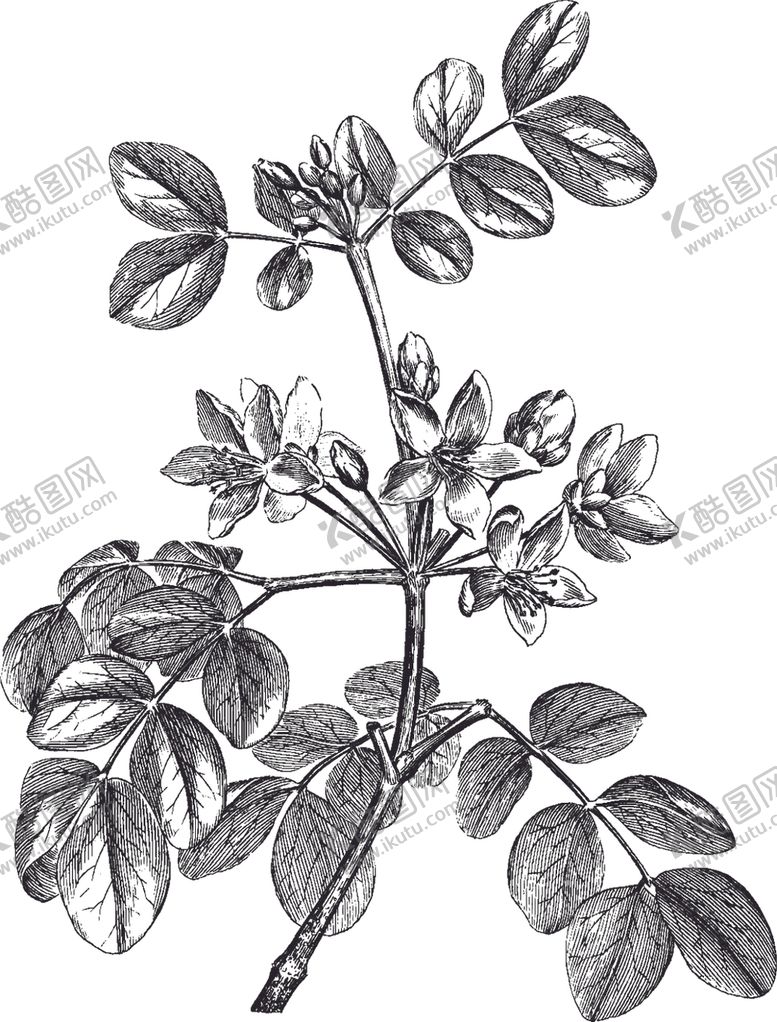 编号：22242810041754132222【酷图网】源文件下载-Ai矢量中草药素材