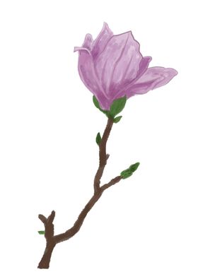 兰花插画