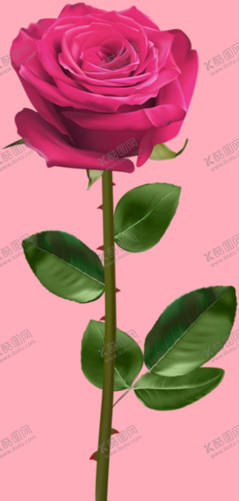 编号：96430210101858142791【酷图网】源文件下载-玫瑰花