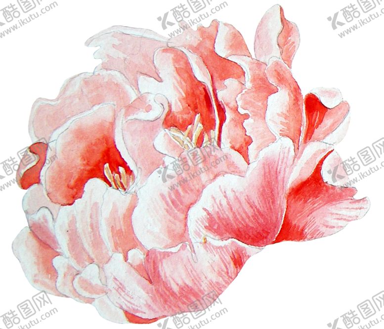 编号：93830509190155294586【酷图网】源文件下载-牡丹花