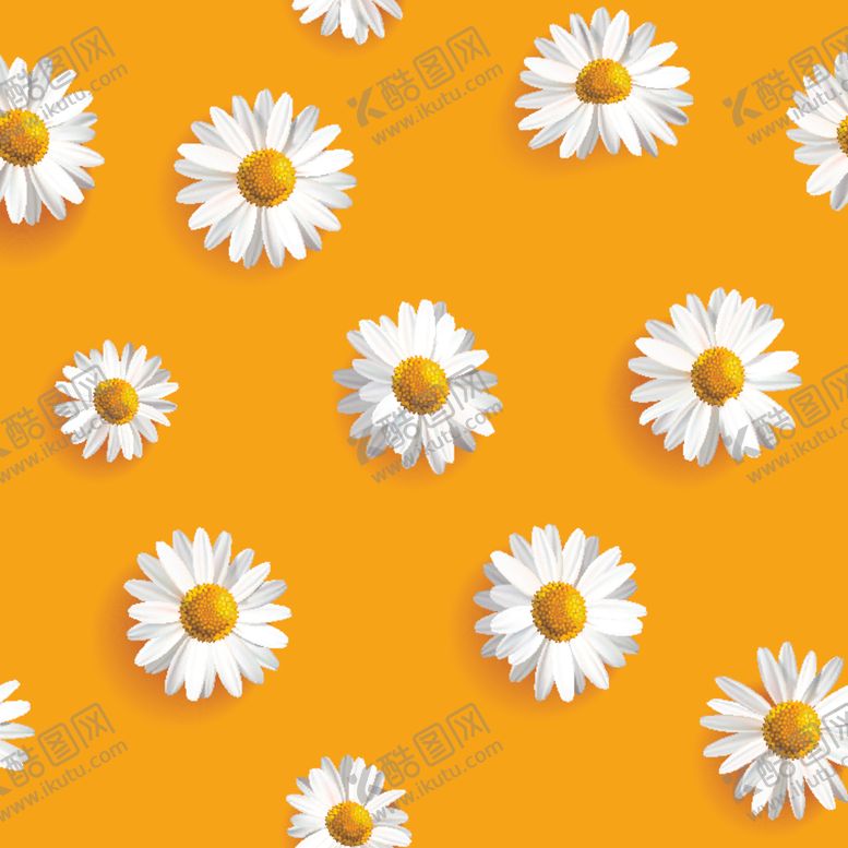 编号：87166410070431439788【酷图网】源文件下载-白色菊花