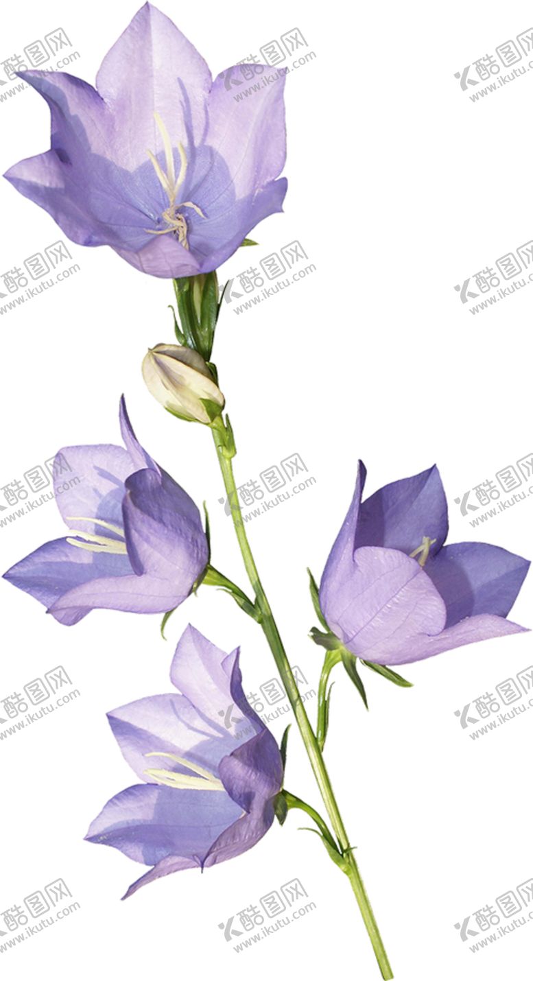 编号：14420204300409088195【酷图网】源文件下载-免扣风铃草元素图片