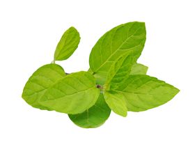 薄荷植物元素