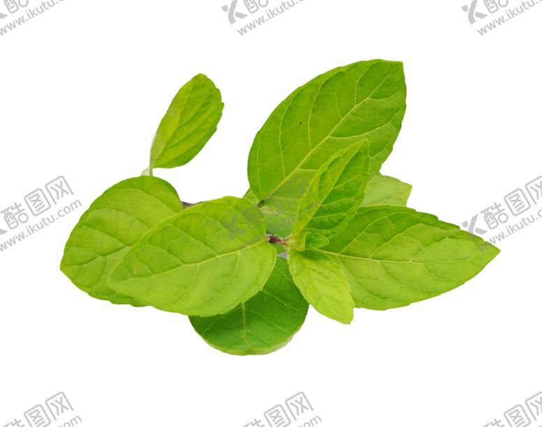 编号：22847906181547052191【酷图网】源文件下载-薄荷植物元素