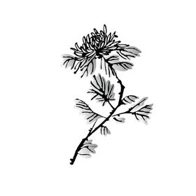国画菊花