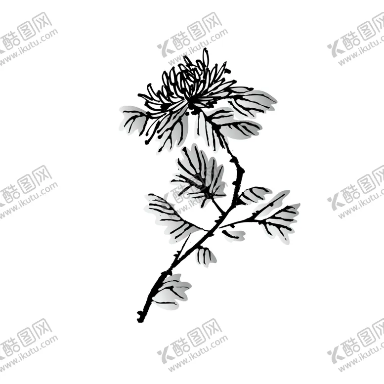 编号：75721606251857092520【酷图网】源文件下载-国画菊花