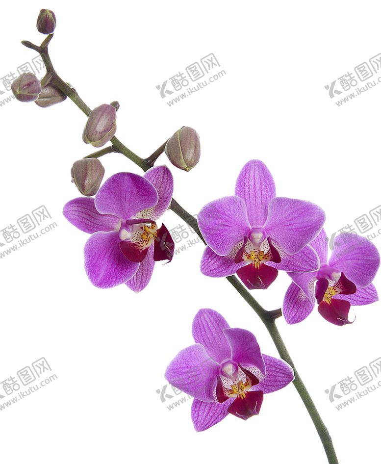 编号：62925810041126494554【酷图网】源文件下载-鲜花素材