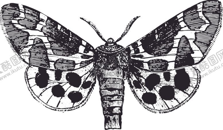 编号：31578010061131551834【酷图网】源文件下载-自然昆虫蝴蝶标本插画