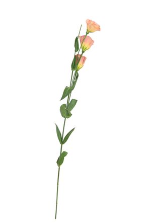 单只花退底鲜花花枝花朵