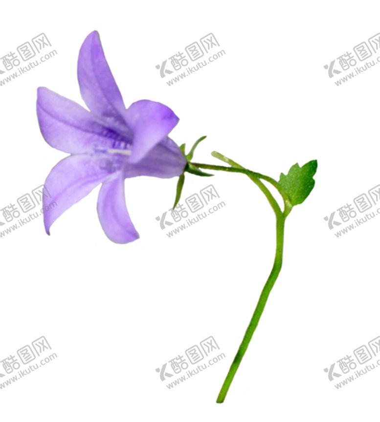 编号：93945309270404197943【酷图网】源文件下载-风铃草