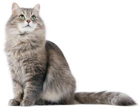 数码印花猫