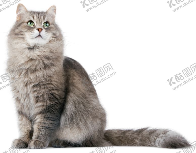 编号：43335510250500253052【酷图网】源文件下载-花猫