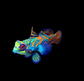 海洋生物