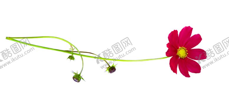 编号：67943509201451278328【酷图网】源文件下载-花素材