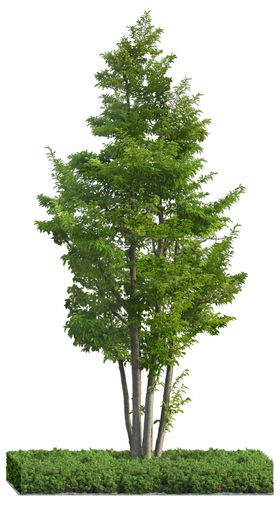 园林植物