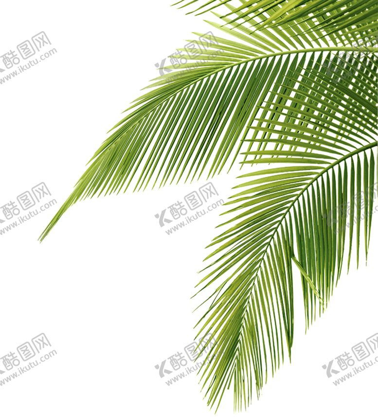 编号：95663401310550171083【酷图网】源文件下载-龟背竹叶子树叶