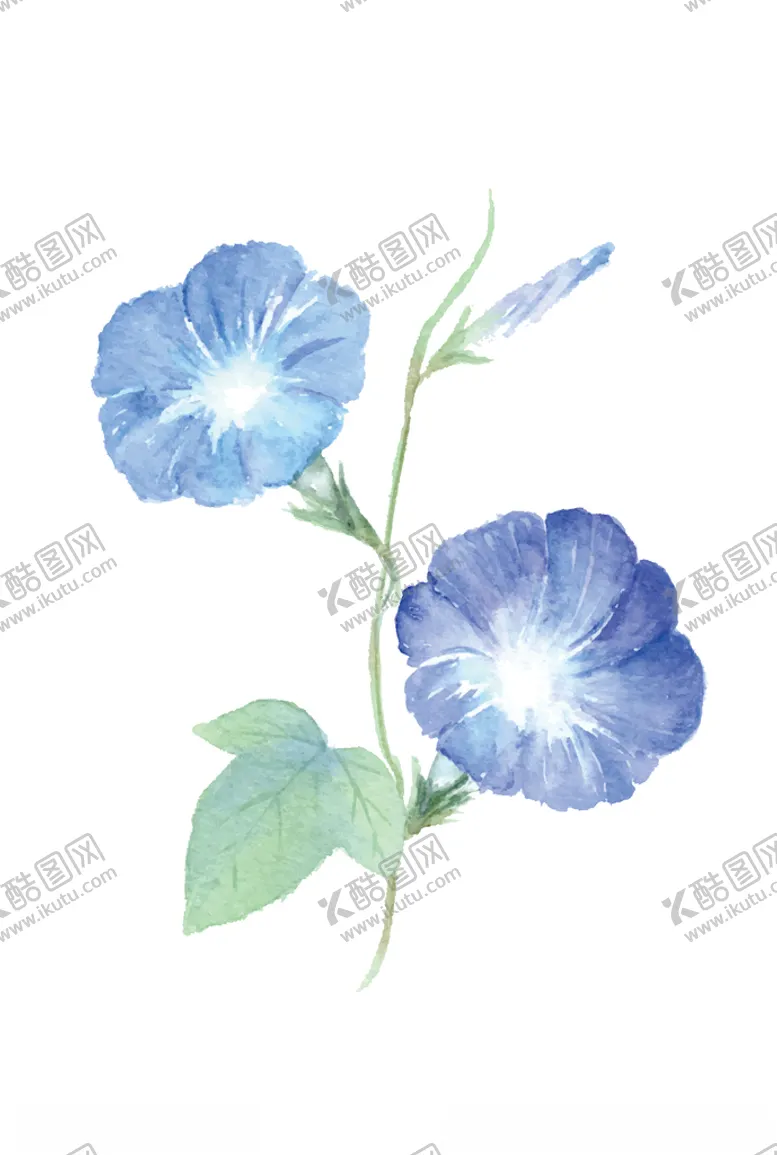 编号：22212704251358284598【酷图网】源文件下载-矢量水彩牵牛花
