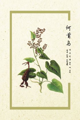 何首乌