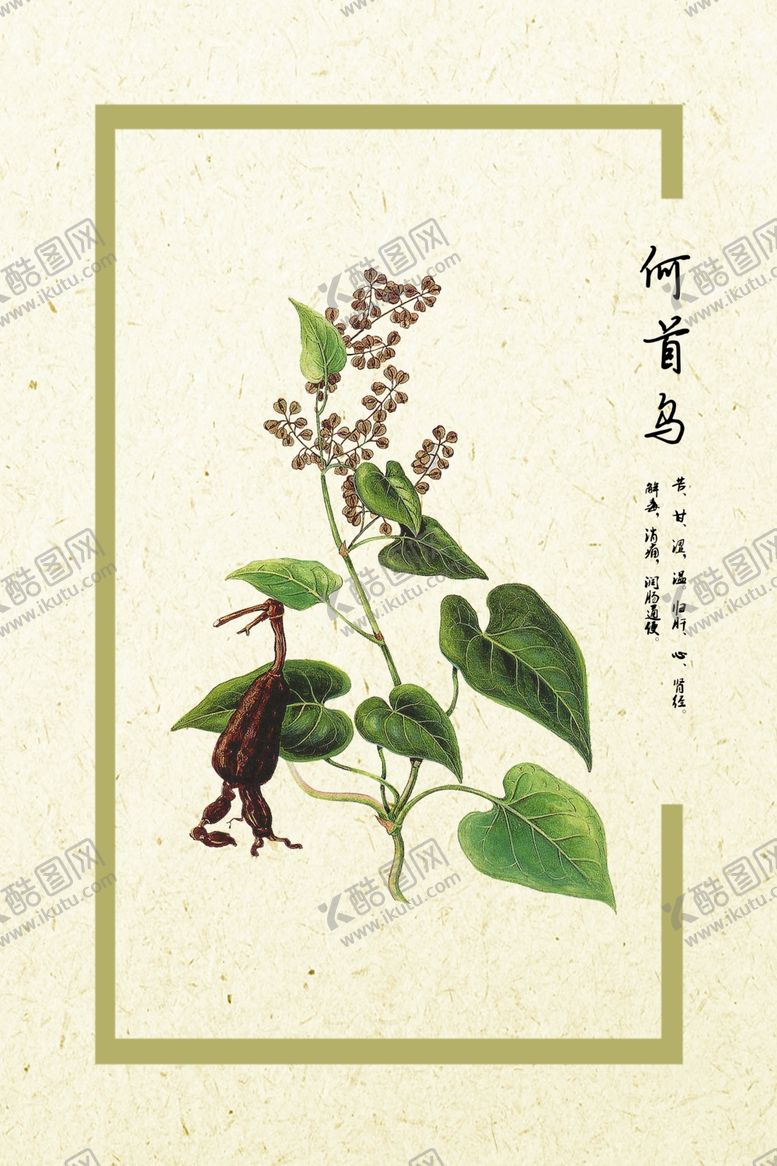 编号：96021906261601569449【酷图网】源文件下载-何首乌