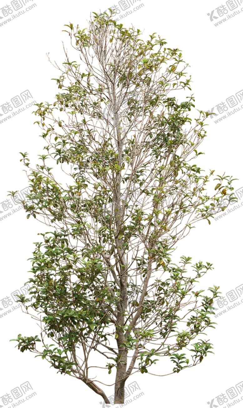 编号：27068210300252129752【酷图网】源文件下载-植物