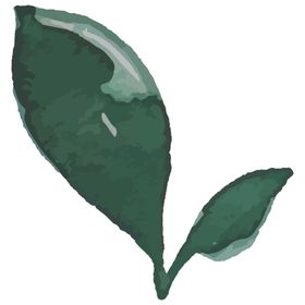 手绘清新植物