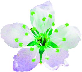 花素材鲜朵小清新朵朵底纹