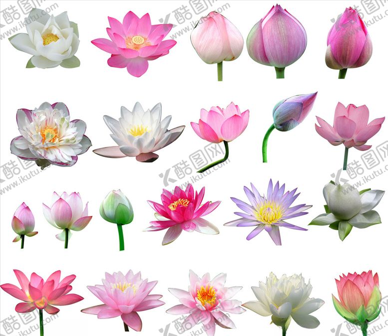 编号：18889309141456199659【酷图网】源文件下载-荷花荷叶
