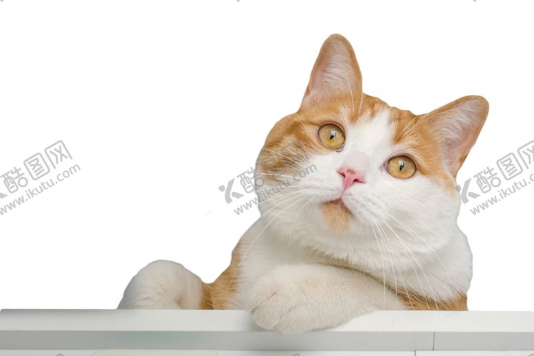 编号：49843512111139286477【酷图网】源文件下载-橘猫