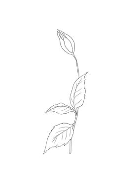 玫瑰花花蕾