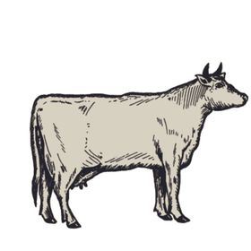 家养动物主题插画