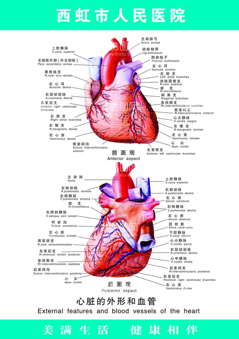 编号：34562709252336053709【酷图网】源文件下载-心脏图