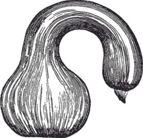 素描手绘蔬菜