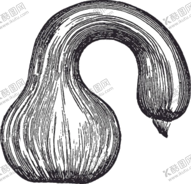 编号：48021010051621346275【酷图网】源文件下载-素描手绘蔬菜