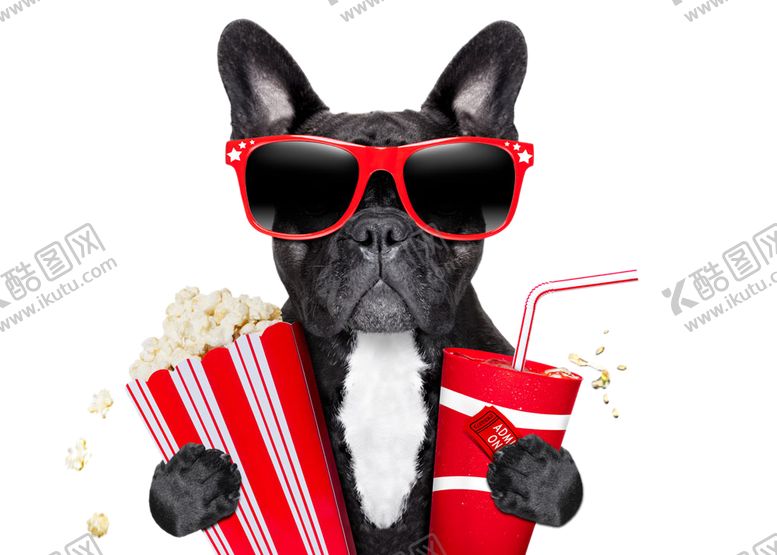 编号：24240210120539276987【酷图网】源文件下载-宠物狗图片