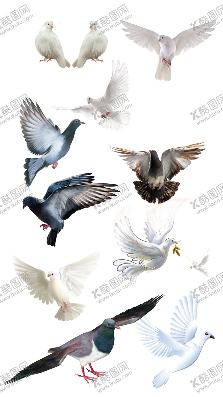 编号：73548209210129084758【酷图网】源文件下载-高清免扣鸽子素材