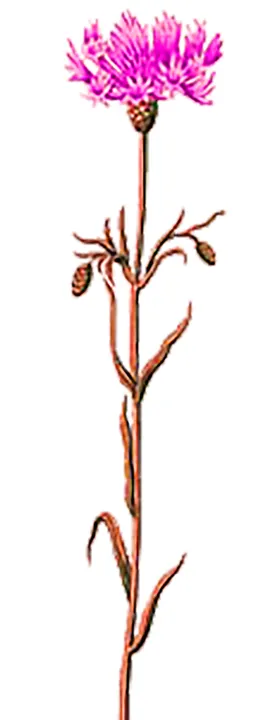鲜花素材