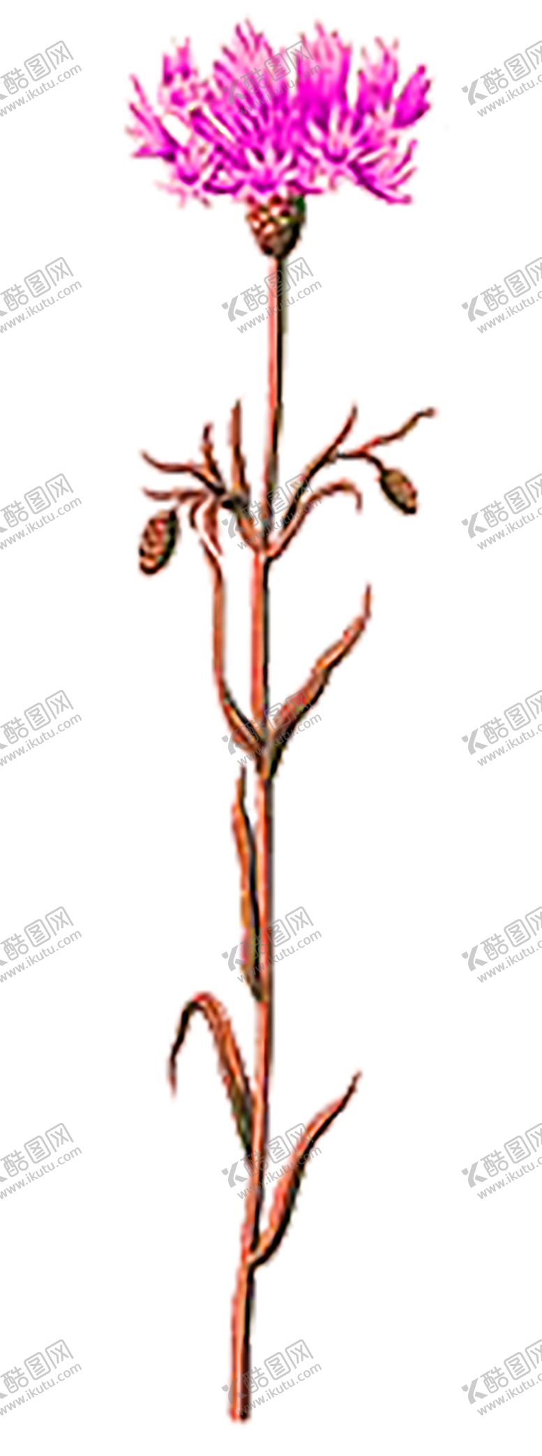 编号：96687405072251326250【酷图网】源文件下载-鲜花素材
