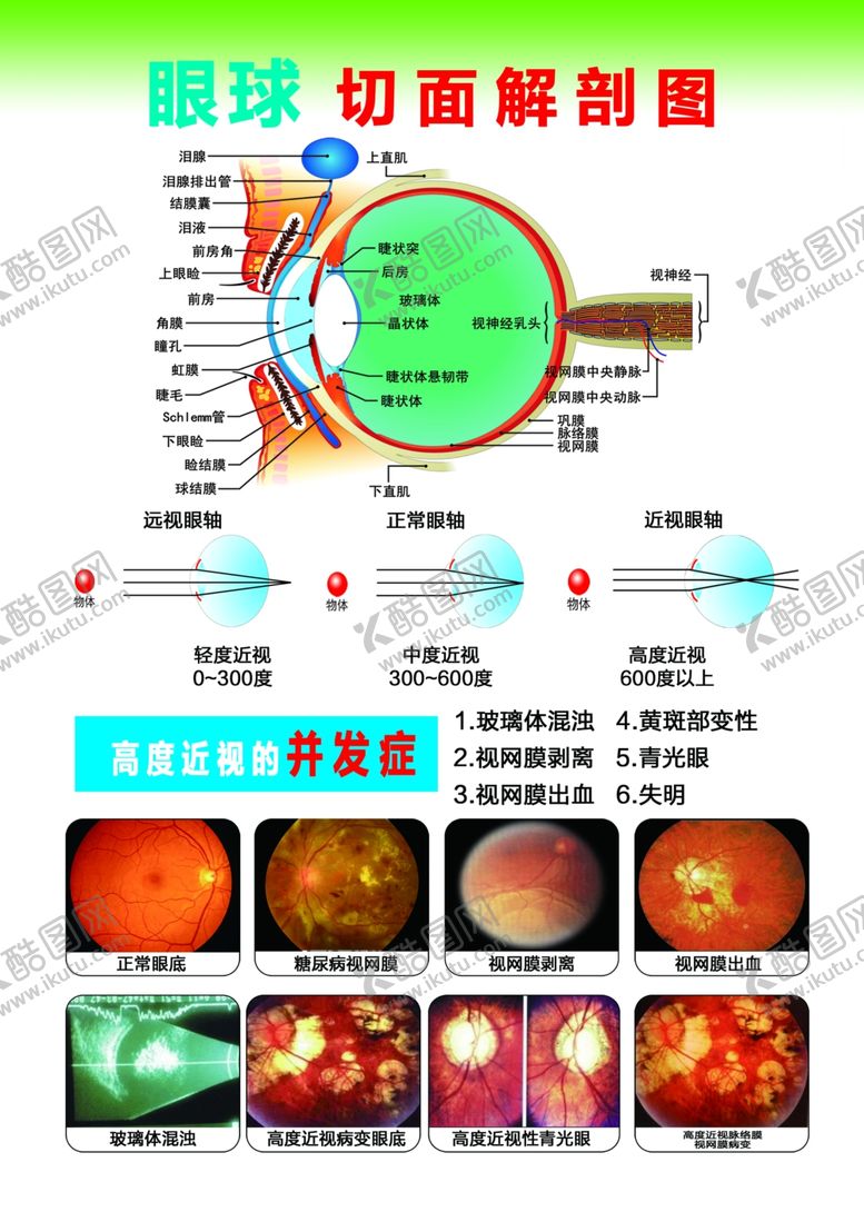 编号：61282803130854089037【酷图网】源文件下载-眼球切面解剖图